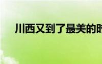 川西又到了最美的时候 到底什么情况嘞