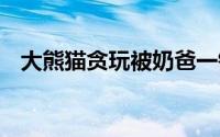大熊猫贪玩被奶爸一锅端 到底什么情况嘞