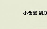 小仓鼠 到底什么情况嘞
