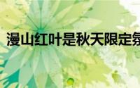 漫山红叶是秋天限定氛围感 到底什么情况嘞