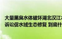 大量黑臭水体破坏湖北汉江水域生态环境当地检察机关公益诉讼促水域生态修复 到底什么情况嘞