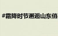 #霜降时节邂逅山东俏果子# 到底什么情况嘞