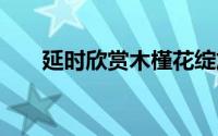 延时欣赏木槿花绽放 到底什么情况嘞