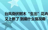 台风倒伏树木“生出”花卉变成园艺景观上海“莫奈花园”又上新了 到底什么情况嘞