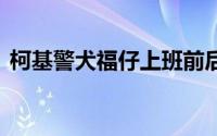 柯基警犬福仔上班前后对比 到底什么情况嘞
