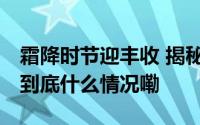 霜降时节迎丰收 揭秘油橄榄变橄榄油全过程 到底什么情况嘞
