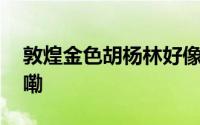 敦煌金色胡杨林好像童话世界 到底什么情况嘞