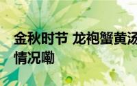 金秋时节 龙袍蟹黄汤包赏味正当时 到底什么情况嘞