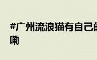 #广州流浪猫有自己的饭堂了# 到底什么情况嘞