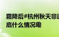 霜降后#杭州秋天非遗美食炝柿子上线#！ 到底什么情况嘞