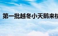 第一批越冬小天鹅来杭州了 到底什么情况嘞