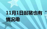 11月1日起猪也有“身份证”了！ 到底什么情况嘞