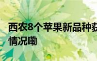 西农8个苹果新品种获植物新品种权 到底什么情况嘞
