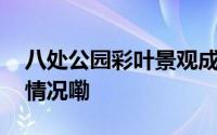 八处公园彩叶景观成秋日“网红” 到底什么情况嘞