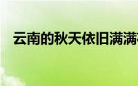 云南的秋天依旧满满花意 到底什么情况嘞