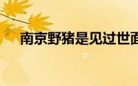 南京野猪是见过世面的 到底什么情况嘞