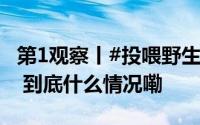 第1观察丨#投喂野生动物并非是善意的出口# 到底什么情况嘞