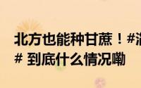 北方也能种甘蔗！#淄博小伙南蔗北种太赞了# 到底什么情况嘞