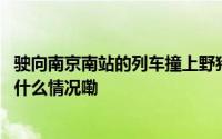 驶向南京南站的列车撞上野猪机械师下车查看被撞身亡 到底什么情况嘞