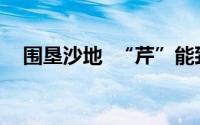 围垦沙地  “芹”能致富 到底什么情况嘞
