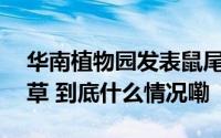 华南植物园发表鼠尾草属新种——泰宁鼠尾草 到底什么情况嘞