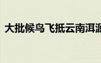 大批候鸟飞抵云南洱源越冬 到底什么情况嘞
