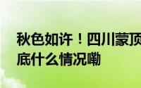 秋色如许！四川蒙顶山千年银杏黄灿如金 到底什么情况嘞