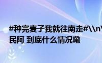 #种完麦子我就往南走#\n\n近日河南安阳一位60岁的农民阿 到底什么情况嘞