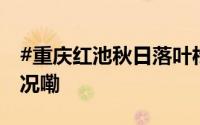 #重庆红池秋日落叶松美如油画# 到底什么情况嘞