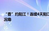 “香”约阳江！连续4天阳江人爱逛的展又来了 到底什么情况嘞