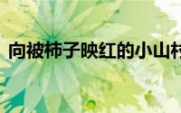 向被柿子映红的小山村出发 到底什么情况嘞