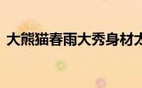 大熊猫春雨大秀身材太萌了 到底什么情况嘞