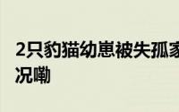 2只豹猫幼崽被失孤家猫悉心带大 到底什么情况嘞