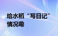 给水稻“写日记”   获奖名单公布 到底什么情况嘞