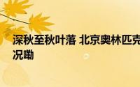 深秋至秋叶落 北京奥林匹克森林公园五彩斑斓 到底什么情况嘞
