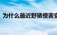 为什么最近野猪侵害变多了 到底什么情况嘞