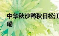 中华秋沙鸭秋日松江共浴爱河 到底什么情况嘞