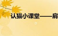 认猫小课堂——肩带 到底什么情况嘞