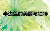 半边莲的美丽与独特：植物图片及生长指南