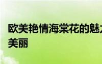 欧美艳情海棠花的魅力：探寻其背后的故事与美丽