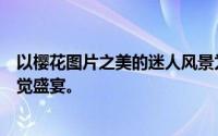 以樱花图片之美的迷人风景为标题，呈现一个精彩的樱花视觉盛宴。