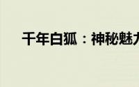 千年白狐：神秘魅力的传说级图片欣赏