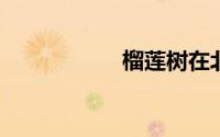 榴莲树在北方能活吗