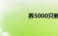 养5000只鹌鹑一年利润