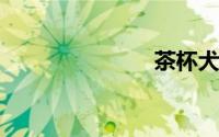 茶杯犬多少钱