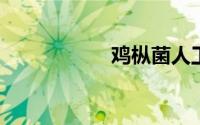 鸡枞菌人工栽培技术