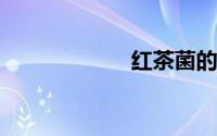 红茶菌的制作方法