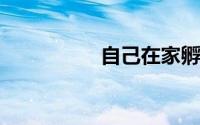 自己在家孵小鸡的方法