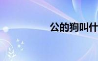 公的狗叫什么名字好听
