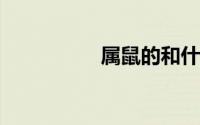 属鼠的和什么属相不合